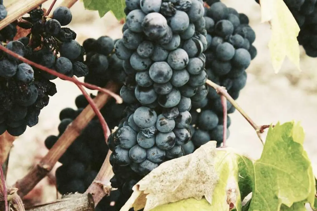 Tendências de Streaming Musical em 2025: O Futuro da Música